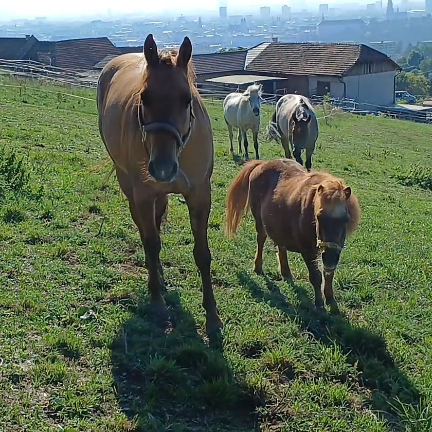 Pferd und Pony auf der Weide über Linz