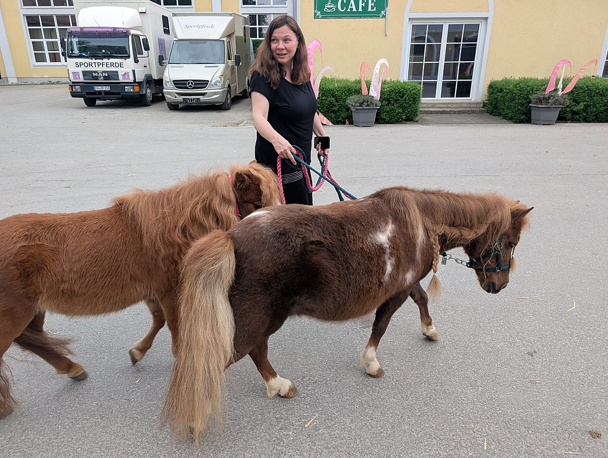 Pferdegestütztes Coaching mit zwei Ponys im Pferdezentrum Stadl-Paura