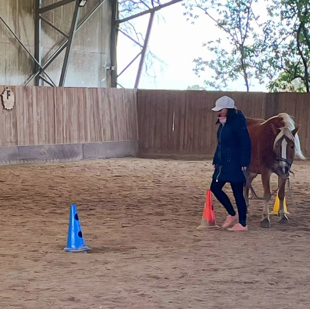 Pferdegestütztes Coaching vom Boden aus: mit einem Haflinger durch einen kleinen Parcours in der Halle
